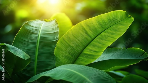 Lush green banana leaves bathed in sunlight