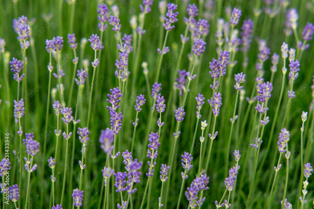 Naklejka premium purple flowers in the field,Lavender Background, Natural Floral Texture,aromatic natural background.delicate floral texture make