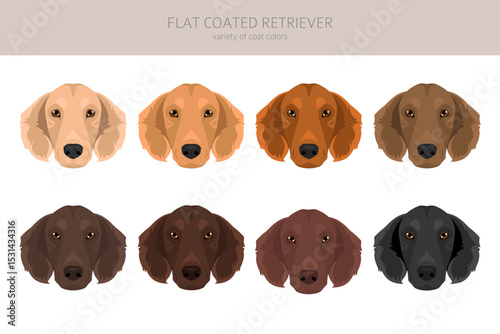 Flat coated retriever clipart. Different poses, coat colors set.  Vector illustration