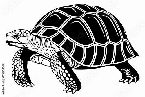 aldabra tortoise sihouette black vector