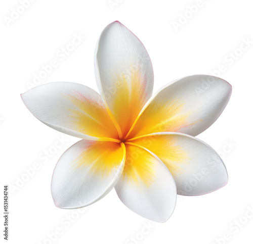 Stock vector graphic of white and yellow plumeria flower for floral design and botanical illustration