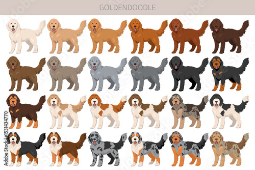 Goldendoodle clipart. Golden retriever Poodle mix. Different coat colors set.  Vector illustration