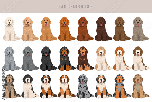 Goldendoodle clipart. Golden retriever Poodle mix. Different coat colors set.  Vector illustration
