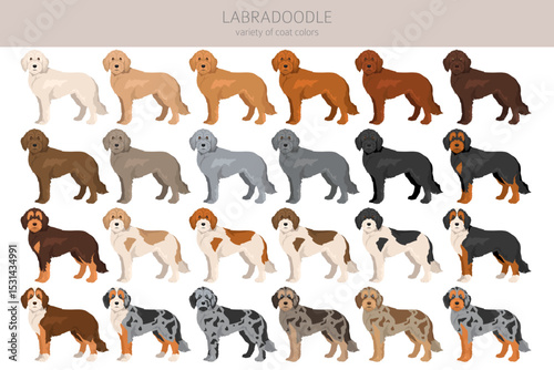 Labradoodle clipart. Different poses, coat colors set.  Vector illustration