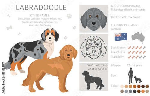Labradoodle clipart. Different poses, coat colors set.  Vector illustration