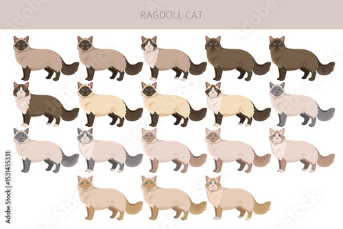 Ragdoll Cat clipart. All coat colors set.  All cat breeds characteristics infographic. Vector illustration