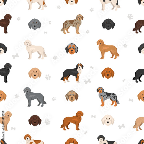Labradoodle clipart. Different poses, coat colors set.  Vector illustration