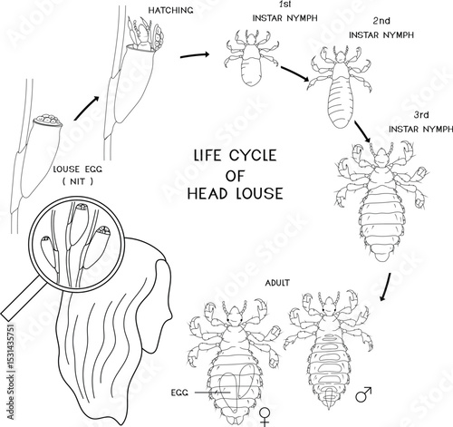 Coloring page with life cycle of head louse (Pediculus humanus) insect isolated on white background. Growth stages from louse egg (nit) to adult insect for biology lesson