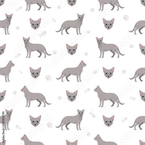 Russian Blue Cat clipart. All coat colors set.  All cat breeds characteristics infographic. Vector illustration