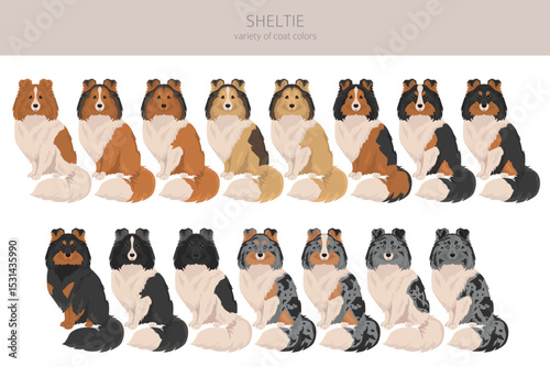 Sheltie, Shetland sheepdog clipart. Different poses, coat colors set.  Vector illustration