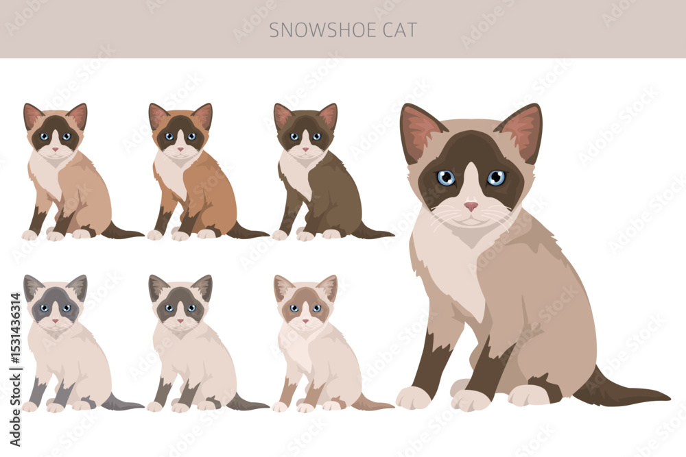 Fototapeta premium Snowshoe Cat clipart. All coat colors set. All cat breeds characteristics infographic. Vector illustration