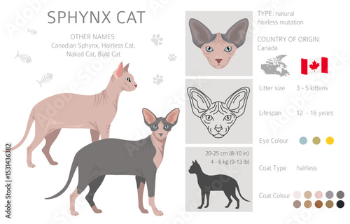 Canadian Sphynx Cat clipart. All coat colors set.  All cat breeds characteristics infographic. Vector illustration