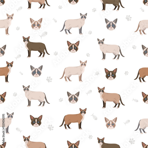 Snowshoe Cat clipart. All coat colors set.  All cat breeds characteristics infographic. Vector illustration