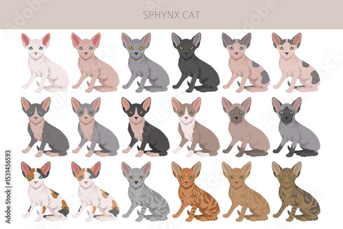 Canadian Sphynx Cat clipart. All coat colors set.  All cat breeds characteristics infographic. Vector illustration