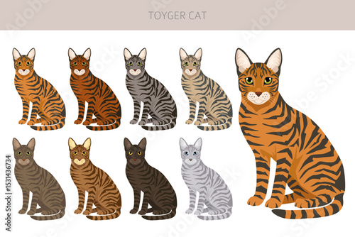 Toyger Cat clipart. All coat colors set.  All cat breeds characteristics infographic. Vector illustration
