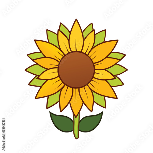 sunflower on white background