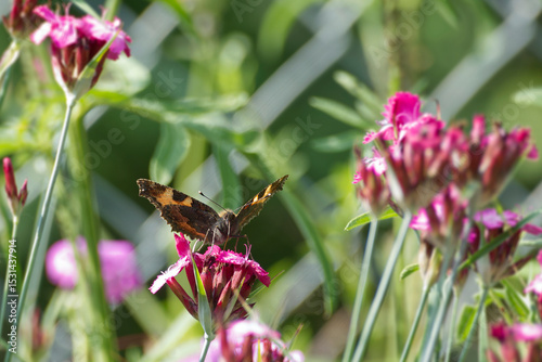 Small tortoiseshell butterfly (Aglais urticae) sitting on a pink flower in Zurich, Switzerland