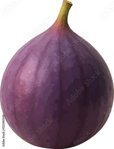 Ripe Purple Fig Illustration