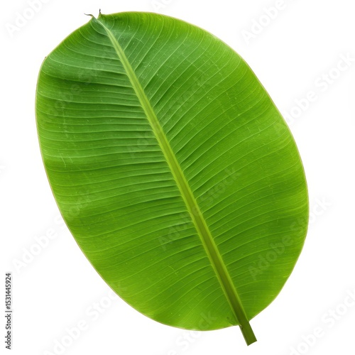 Tropical banana leaf with detailed veins