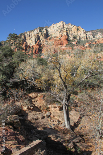 photo of beautiful red rock bluffs with native flora in foreground taken in the American Southwest