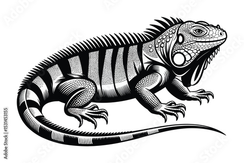 iguana animal vector drawing

