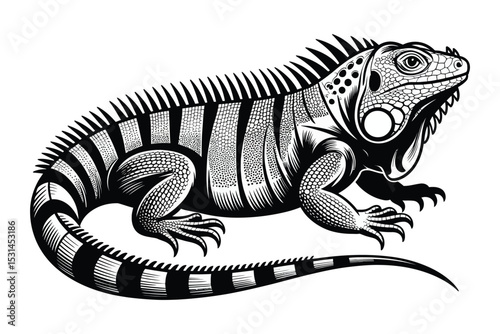 iguana vector illustration

