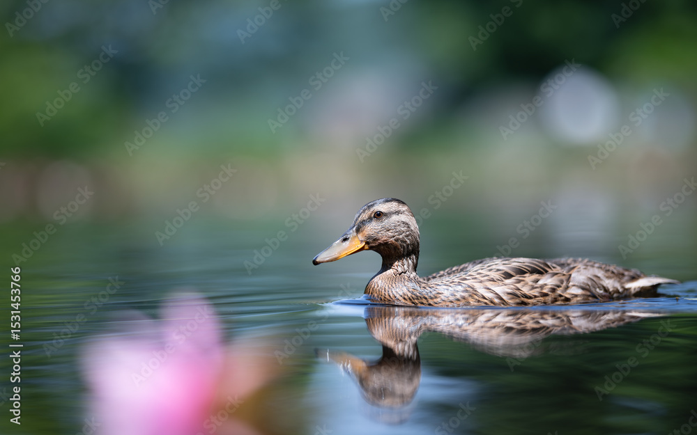 Fototapeta premium Young mallard duck swiming on the pond with lotus flower