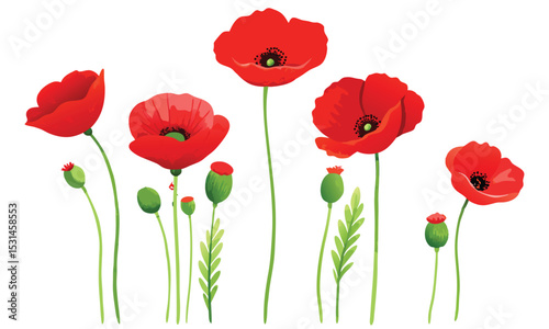 Vibrant Red Poppy Flowers & Buds Clipart - Mohnblume Floral Illustration photo