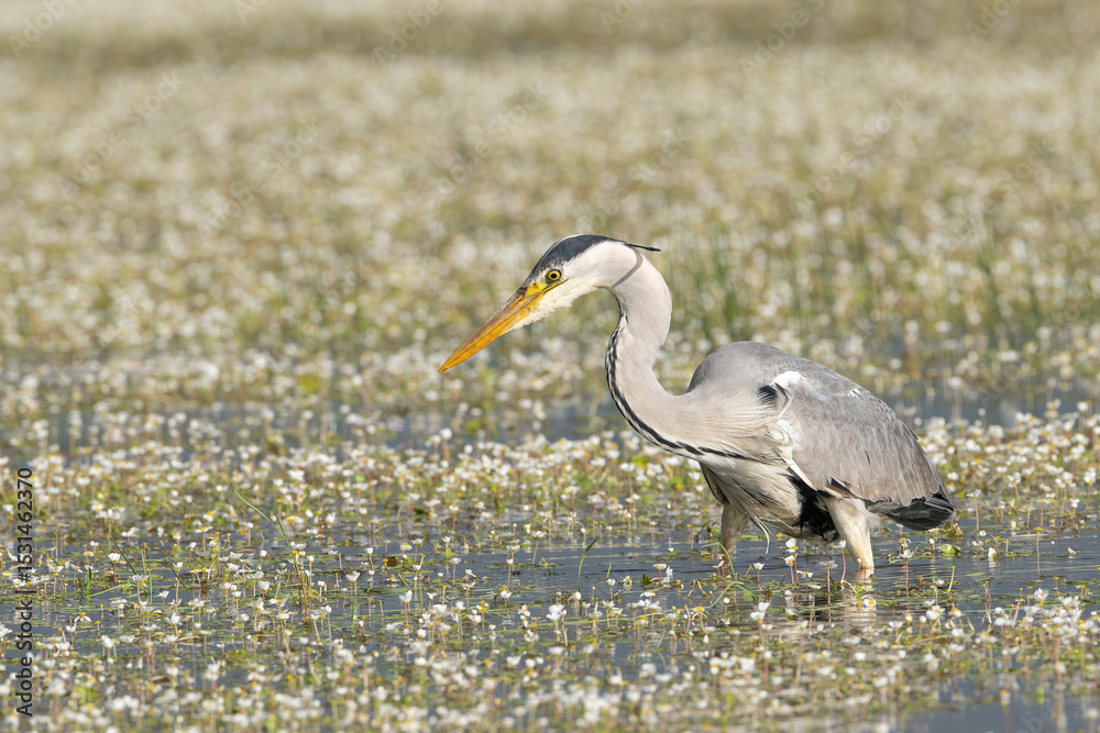 Obraz premium Grey heron - Ardea cinerea wading in water with white flowers. Photo from Calera y Chozas in Spain, Toledo Province. Ardea cinerea cinerea. Copy space on left.