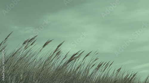 Abstract defocused green wheat field in countryside. Field of wheat blowing in the wind at sunset. Young and green spikelets. Ears of barley crop in nature. Agronomy and food production.
