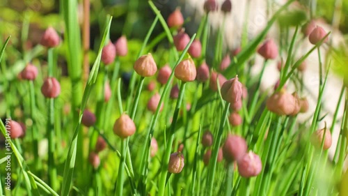 Decorative green onions in spring