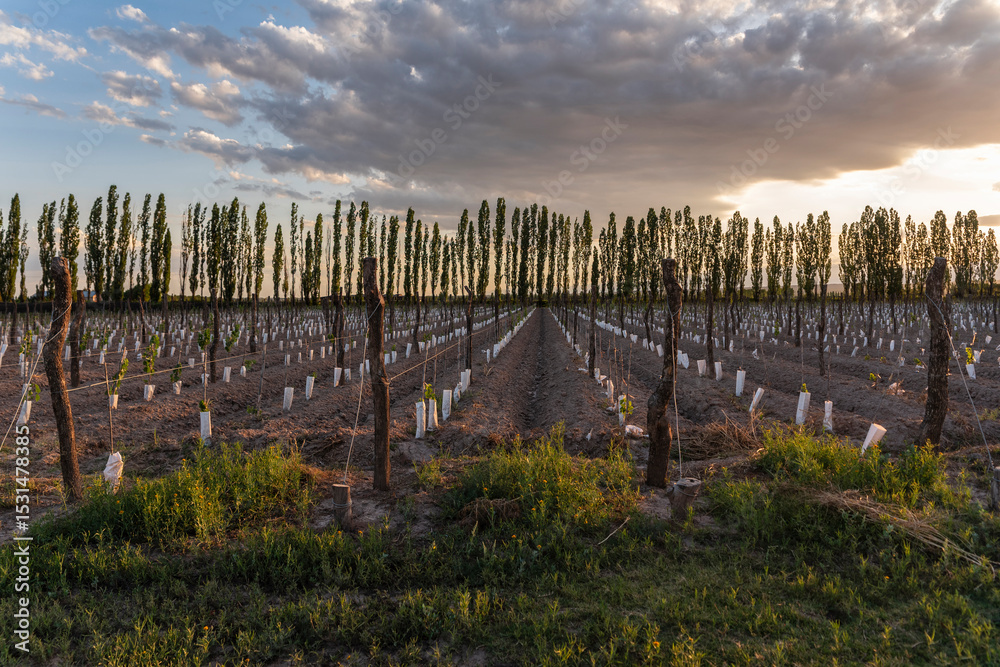 Growth in young vineyard plantation at sunset in Mendoza, Argentina Growth in young vineyard plantation at sunset in Mendoza, Argentina