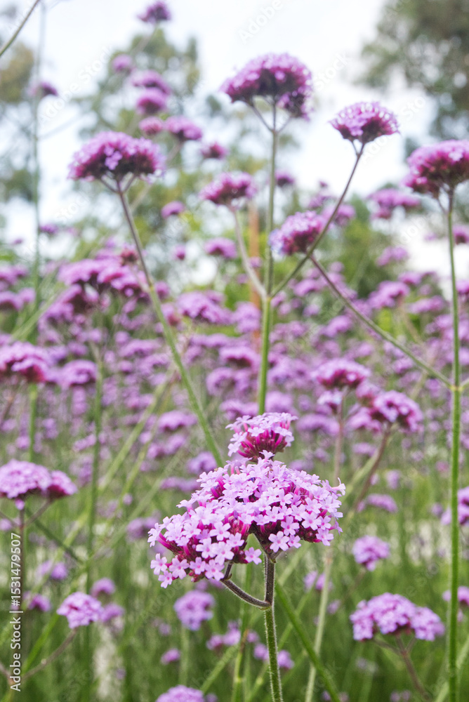 Obraz premium Argentine Verbena Plant, Verbena bonariensis