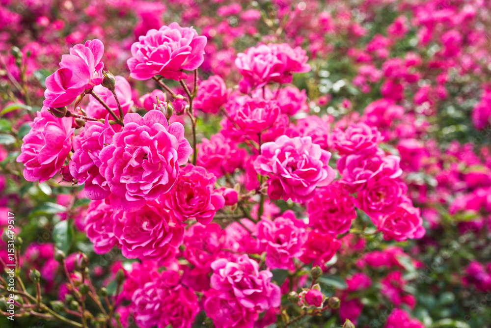 Fototapeta premium Roses, Crataegus laevigata, Paul's Scarlet. Spain