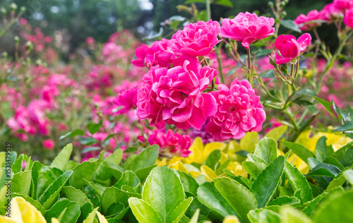 Roses, Crataegus laevigata, Paul's Scarlet. Spain