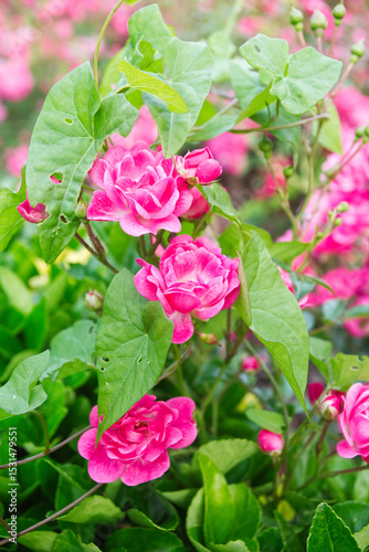 Roses, Crataegus laevigata, Paul's Scarlet. Spain