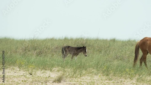 New wild colt walking with mom.