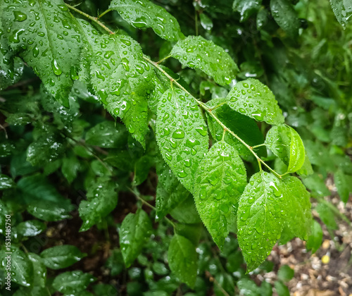 Fresh green leaves with raindrops, rainy forest, nature background 