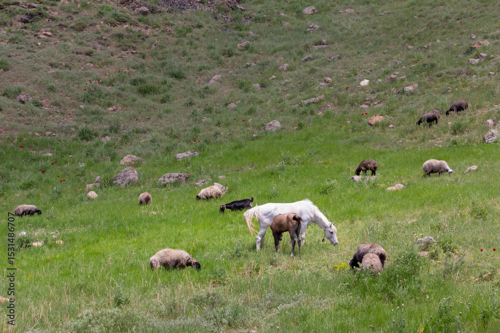 Obraz premium A herd of wild horses grazes and gallops across the lush green slopes of Mount Damavand under a clear blue sky, surrounded by rocks and spring vegetation.