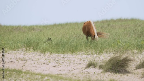 Foal sits up from nap