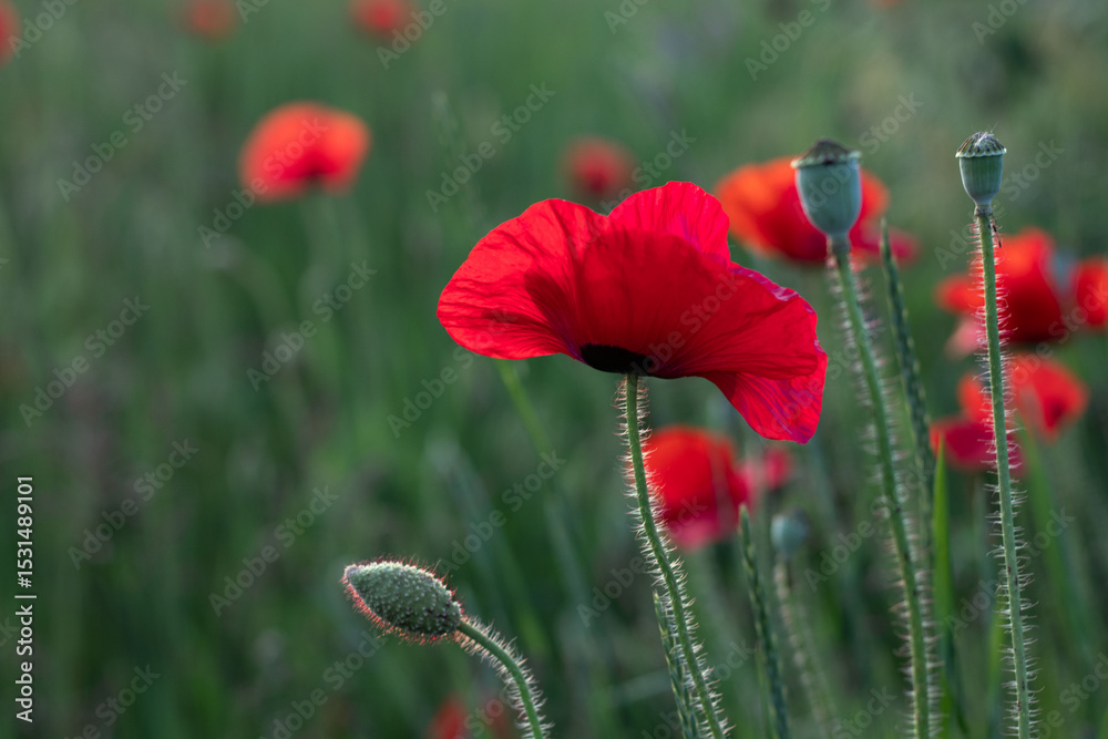 Obraz premium Beautiful wild red poppy flowers in the rays of the setting sun on a meadow. Natural summer background