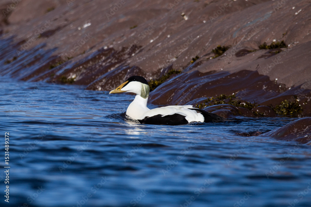 Fototapeta premium Birds of Arctic Circle