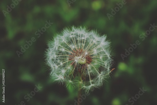 Dandelion Seed Head Close-Up with Soft Green Background