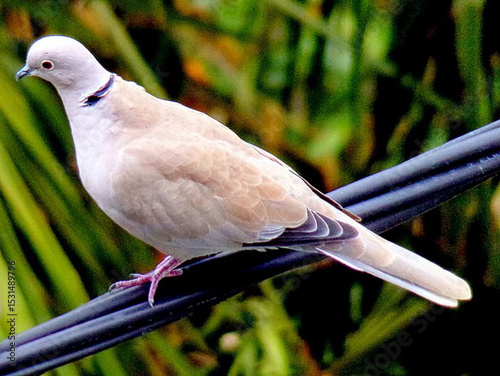 turtledove in the park