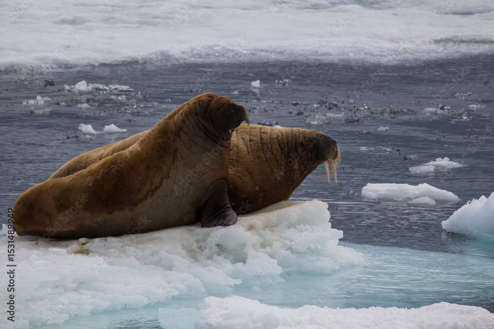 Naklejka premium Walrus in Arctic Circle