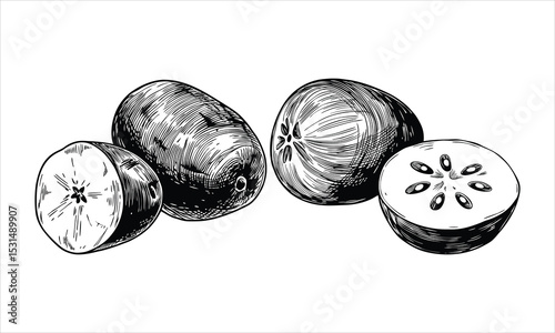 Hand-Drawn Star Apple (Feijoa) Sketch - Exotic Fruit Illustration