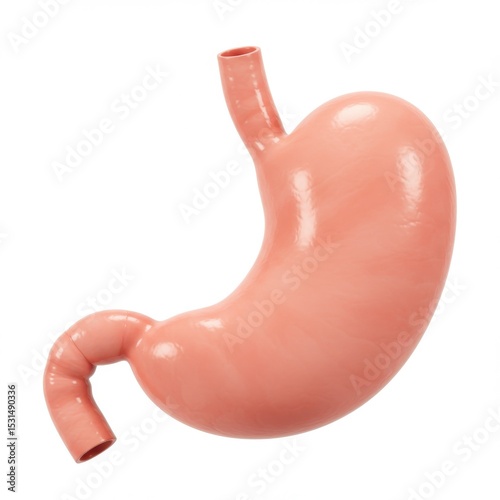 Human stomach anatomy model isolated on white background