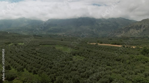 Drone shot showing wide olive tree orchards and rolling green fields with misty mountain backdrop in rural Asprouliani area, Crete, Greece