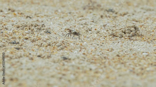 fiddler crab on beach