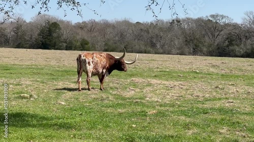 BULL WITH BIG CORNS IN TEXAS USA